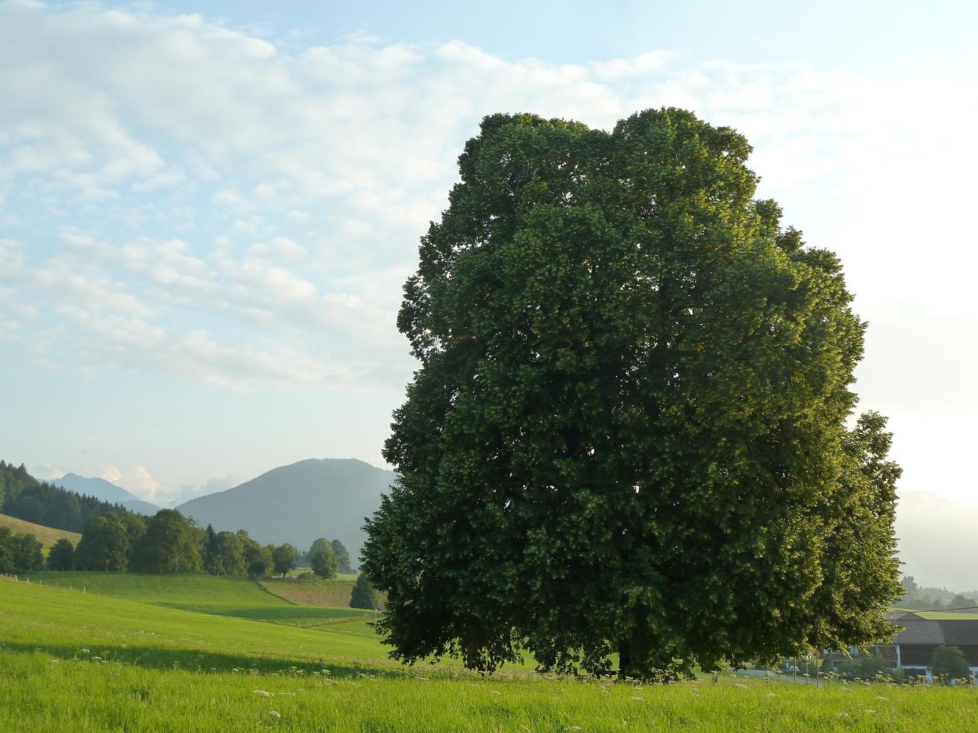 Ferienwohnung Panorama Bad Kohlgrub Buitenkant foto