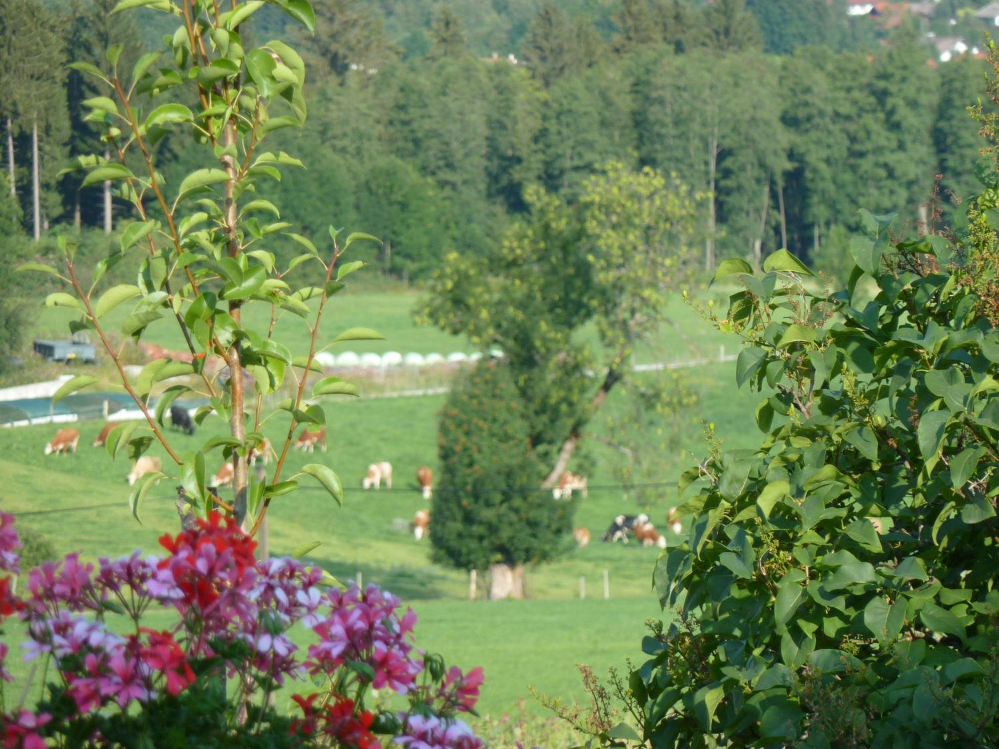 Ferienwohnung Panorama Bad Kohlgrub Buitenkant foto